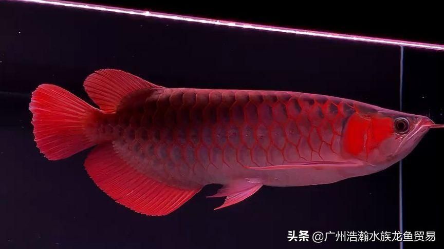 能否提供50公分紅龍的圖片，50公分紅龍的飼養(yǎng)要點