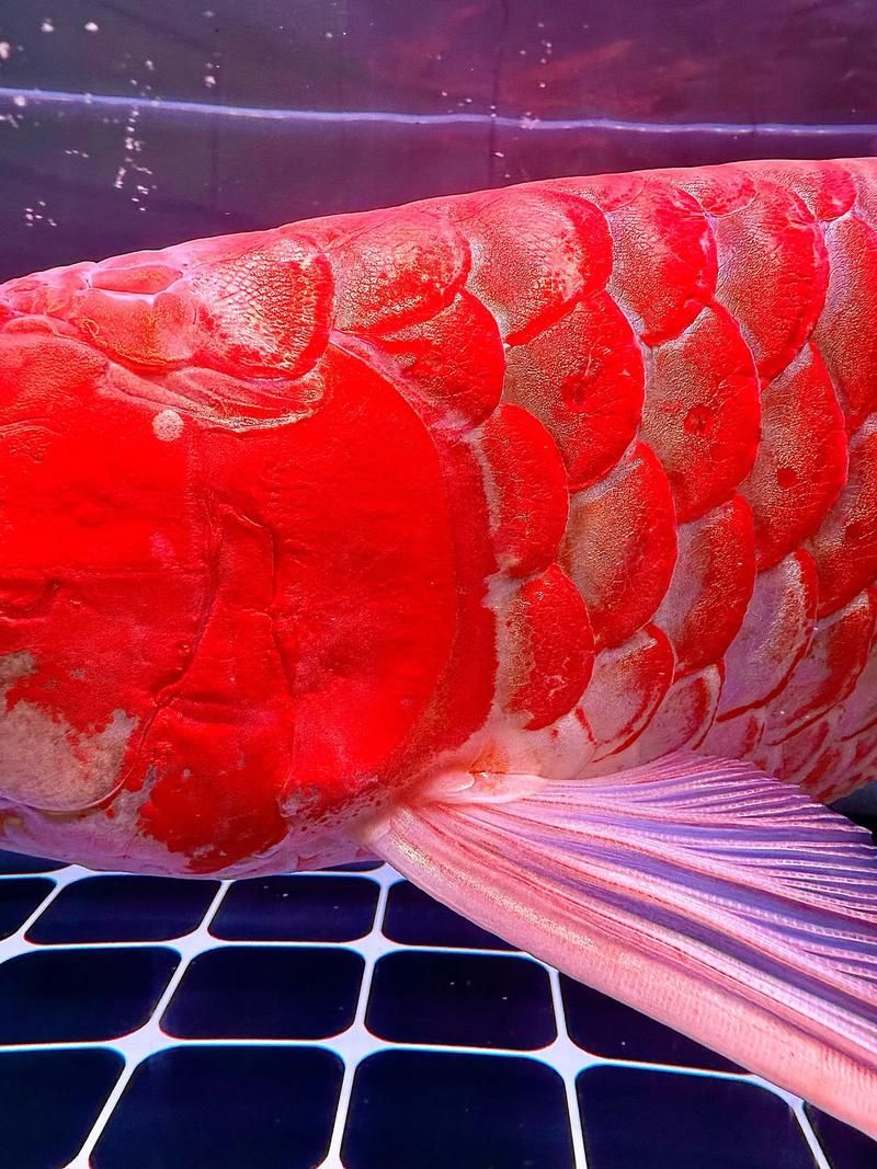 印尼紅龍漁場有哪些知名品牌,印尼紅龍漁場哪個品牌最好 龍魚百科 第6張 印尼紅龍漁場有哪些知名品牌,印尼紅龍漁場哪個品牌最好 印尼紅龍漁場有哪些知名品牌,印尼紅龍漁場哪個品牌最好 龍魚百科 第6張