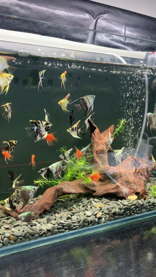 給出燕魚混養的具體搭配圖，如何判斷燕魚是否健康