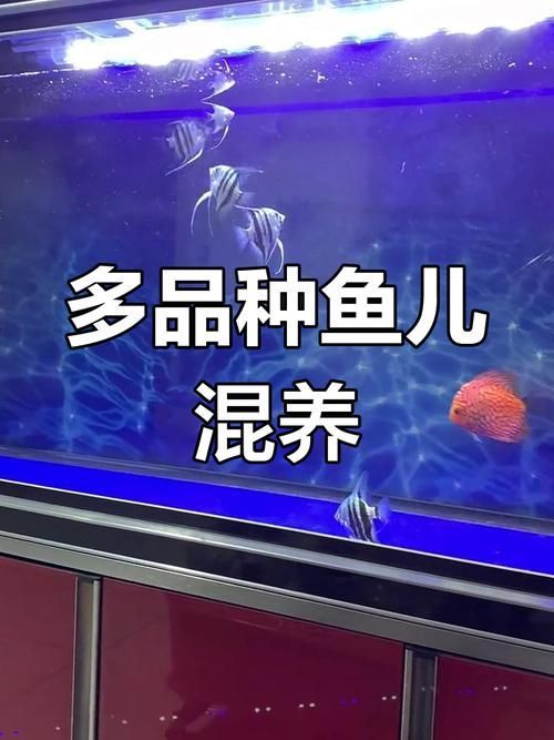 給出燕魚混養的具體搭配圖，如何判斷燕魚是否健康