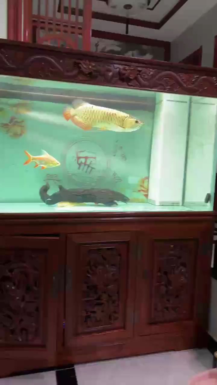 看會(huì)，aris評(píng)論：現(xiàn)代科技與傳統(tǒng)文化結(jié)合的可能性