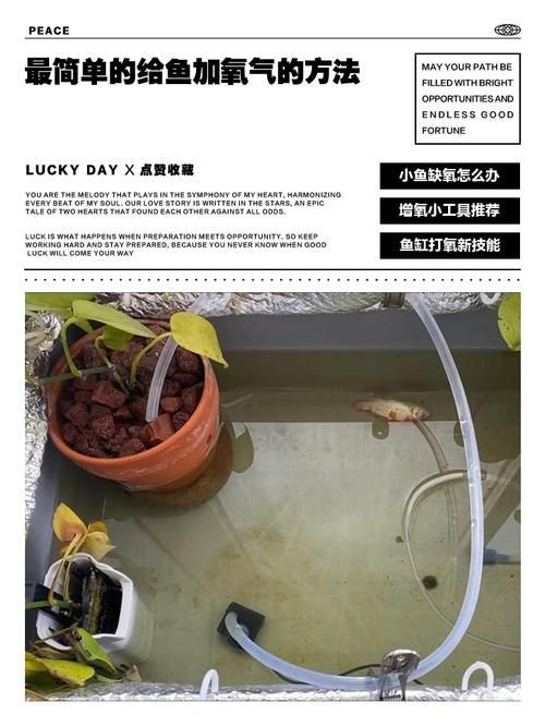 海林龍魚的售后服務怎么樣？，關于海林龍魚的售后服務 海林龍魚的售后服務怎么樣？，關于海林龍魚的售后服務 龍魚百科 第3張