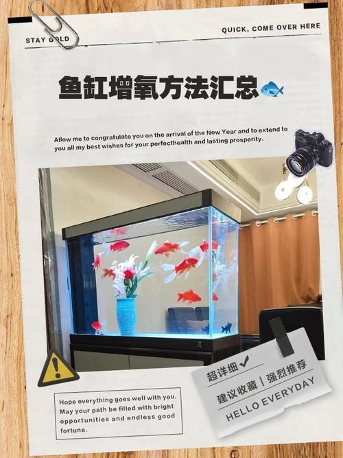 海林龍魚的售后服務怎么樣？，關于海林龍魚的售后服務 海林龍魚的售后服務怎么樣？，關于海林龍魚的售后服務 龍魚百科 第5張