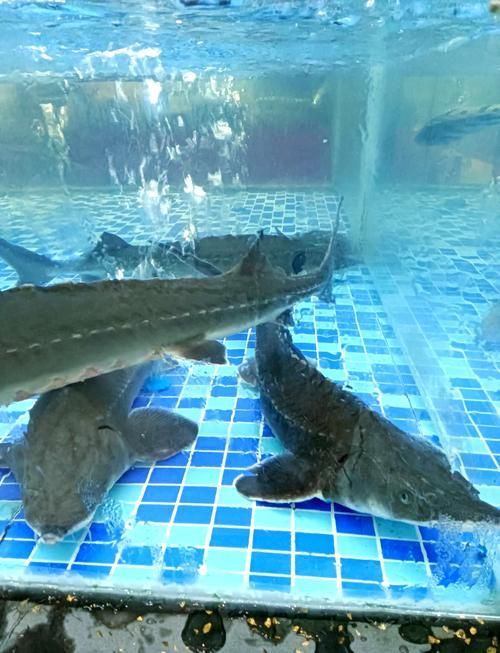 安龍龍魚和安龍魚哪個更稀有？，“安龍龍魚”和“安龍魚”哪個更稀有，安龍龍魚哪個更稀有