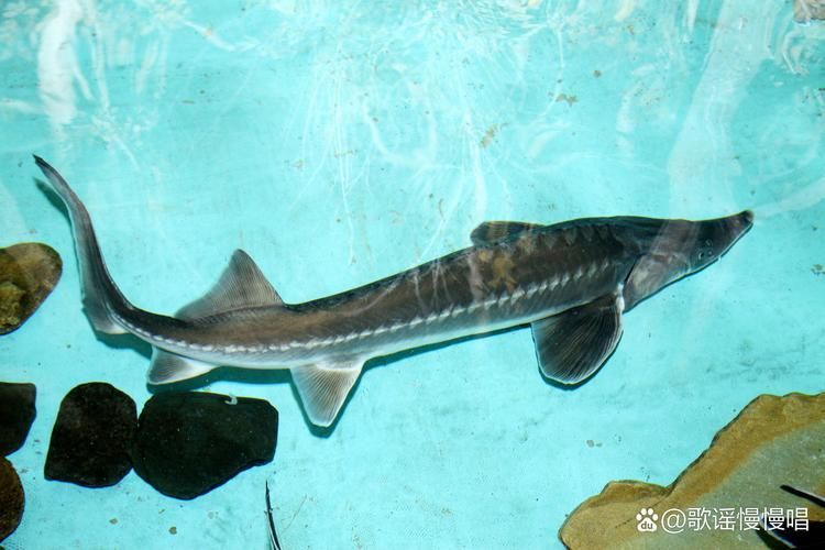 安龍龍魚和安龍魚哪個更稀有？，“安龍龍魚”和“安龍魚”哪個更稀有，安龍龍魚哪個更稀有