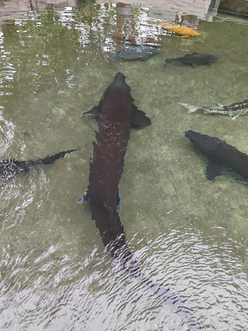 安龍龍魚和安龍魚哪個更稀有？，“安龍龍魚”和“安龍魚”哪個更稀有，安龍龍魚哪個更稀有