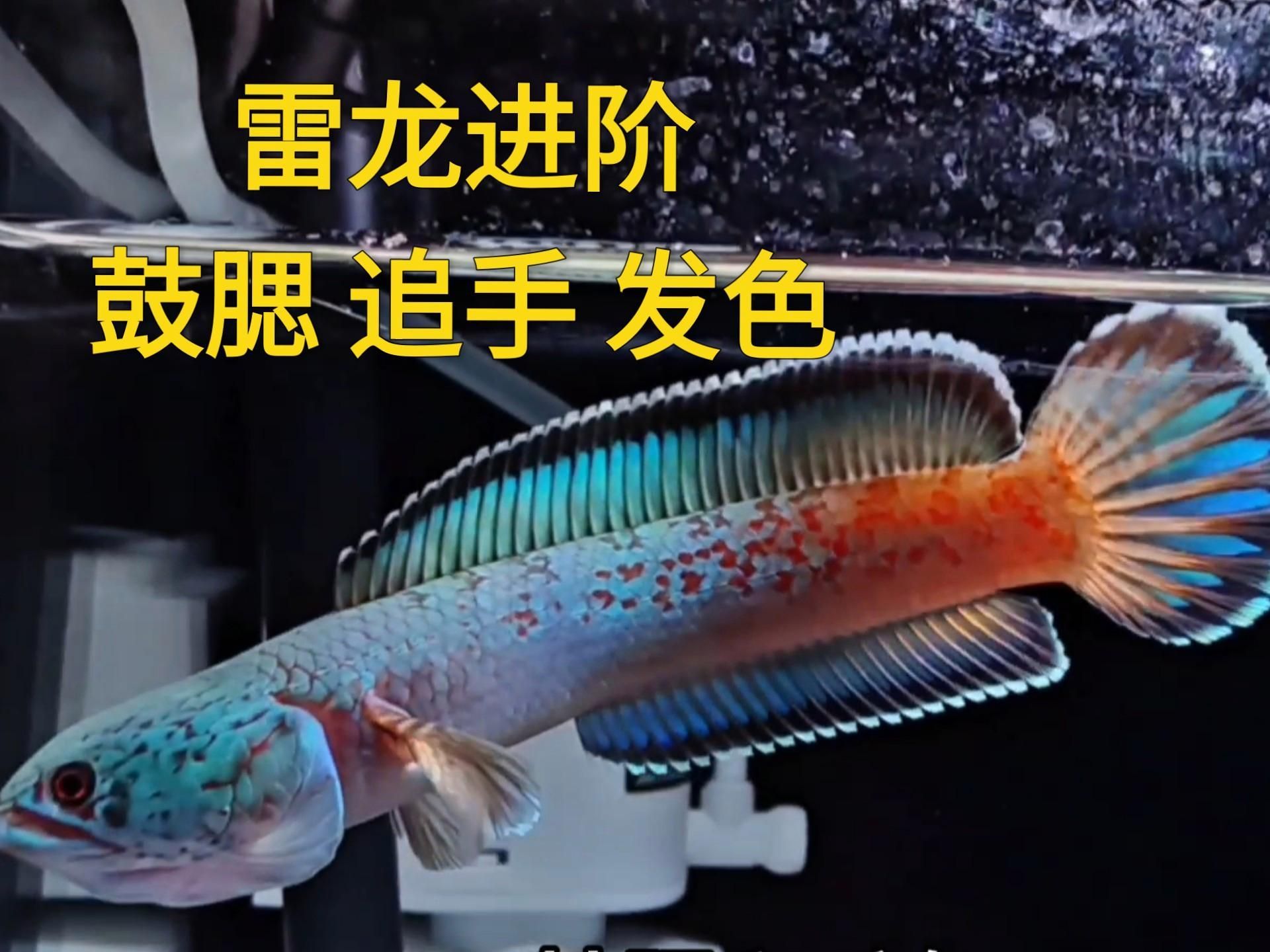如何判斷雷龍魚是否適應新環境，如何判斷雷龍魚是否適應新環境，如何判斷雷龍魚是否健康