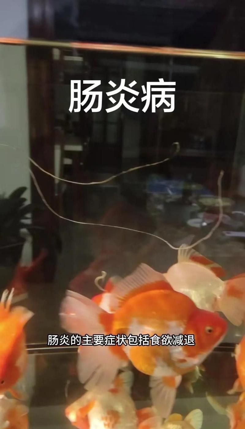 龍魚得腸炎主要表現在什么地方，龍魚得腸炎怎么辦？ 龍魚得腸炎主要表現在什么地方，龍魚得腸炎怎么辦？ 龍魚百科 第2張
