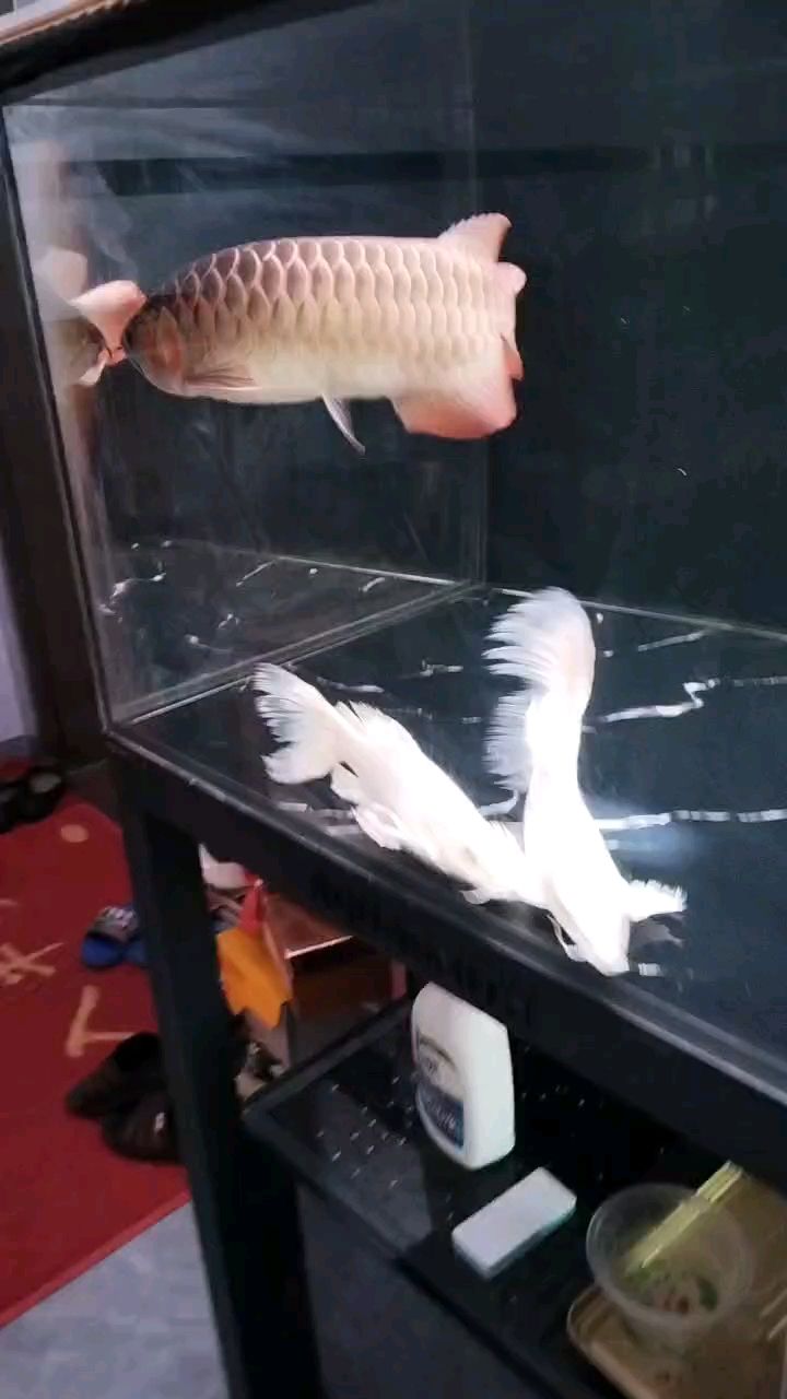 養了半年多，基本不開燈，感覺發色超快手機拍出來顏色差很多，光線對染發效果的影響