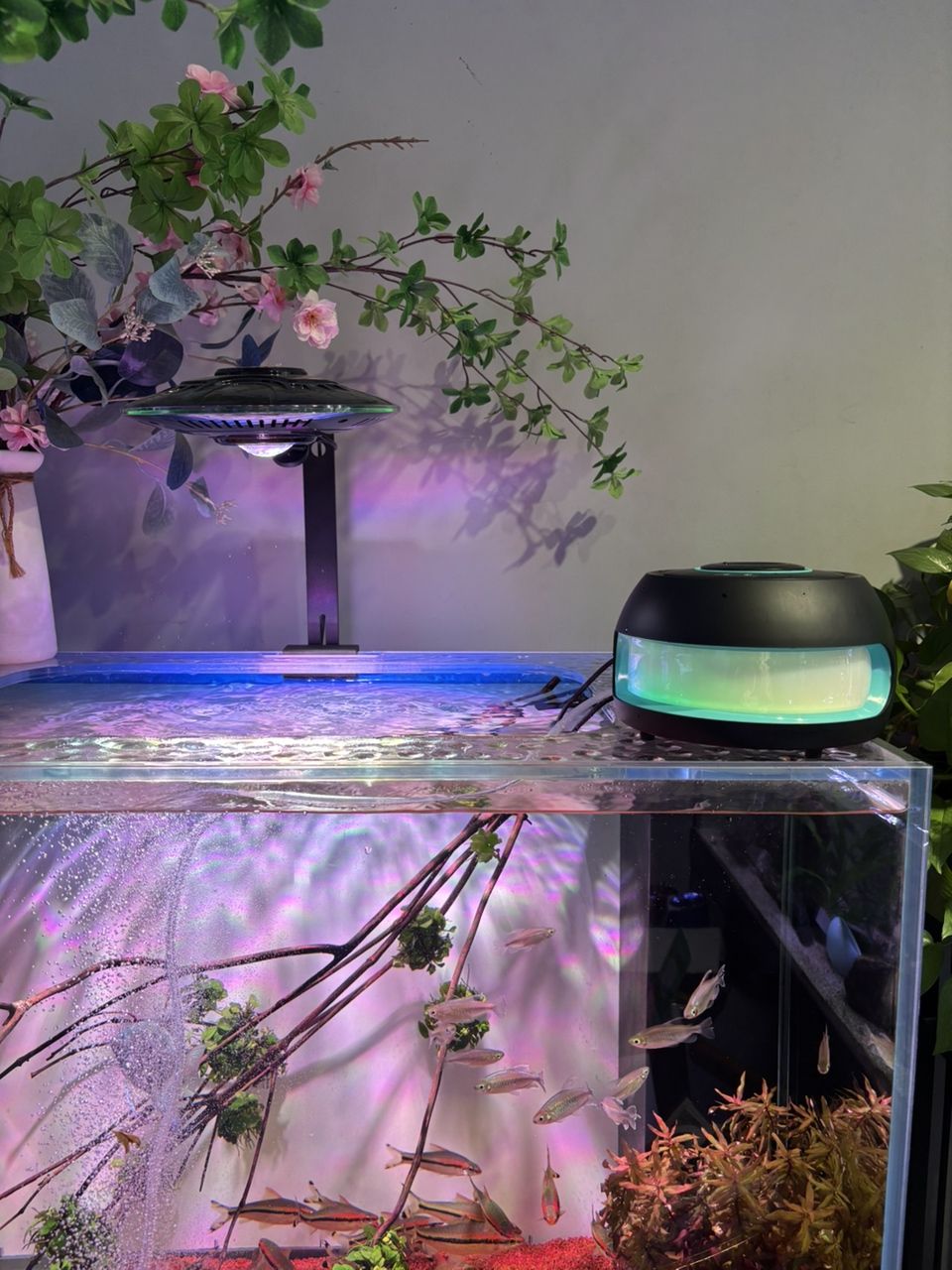 養(yǎng)魚庫(kù)存分享，魚庫(kù)存分享 養(yǎng)魚庫(kù)存分享，魚庫(kù)存分享 龍魚論壇 第5張