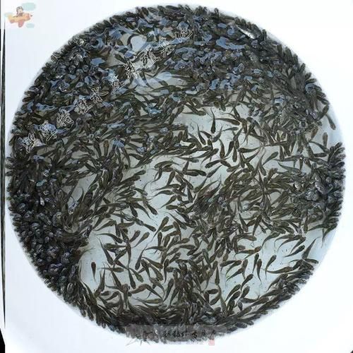 血紅龍的飼養方法有哪些，血紅龍魚的飼養方法