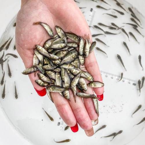 血紅龍的飼養方法有哪些，血紅龍魚的飼養方法