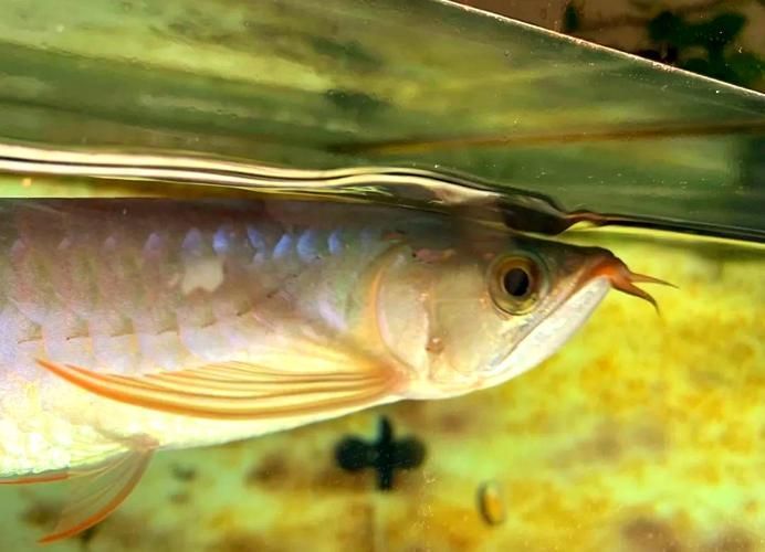 能否提供紅龍魚(yú)從小到大的詳細(xì)圖片，紅龍魚(yú)從小到大的生長(zhǎng)過(guò)程是一個(gè)極具觀賞價(jià)值的漸進(jìn)變化