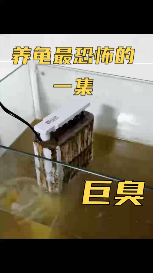 養龜最恐怖的一集，darcymylove評論：龜龜長大過濾頂不住了