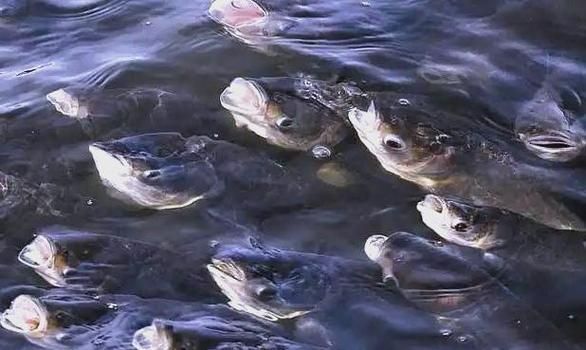魚浮頭的急救方法，——水產養殖魚浮頭急救方法詳解