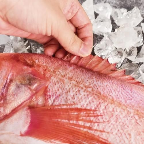 有哪些著名的深海紅龍魚(yú)品種，深海紅龍魚(yú)品種 有哪些著名的深海紅龍魚(yú)品種，深海紅龍魚(yú)品種 龍魚(yú)百科 第7張