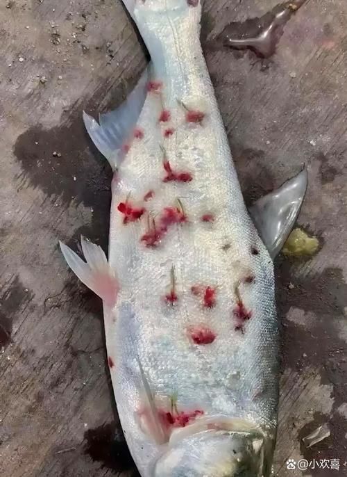 魚鱗變紅滲血后如何護理，魚鱗變紅滲血后如何護理，