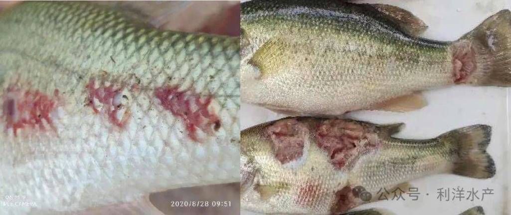 魚鱗變紅滲血后如何護理，魚鱗變紅滲血后如何護理，
