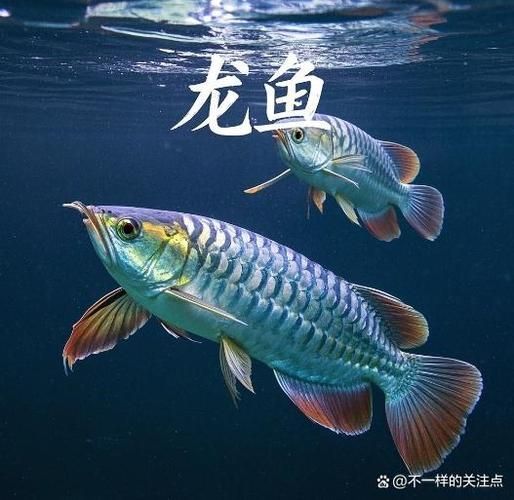 能提供幾張龍魚鎮(zhèn)宅的圖片嗎，龍魚鎮(zhèn)宅有哪些禁忌事項(xiàng)