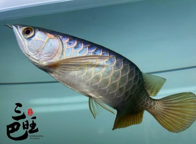 高背金龍魚有哪些優良品相特征,如何判斷高背金龍魚的價格是多少? 龍魚百科 第6張 高背金龍魚有哪些優良品相特征,如何判斷高背金龍魚的價格是多少? 高背金龍魚有哪些優良品相特征,如何判斷高背金龍魚的價格是多少? 龍魚百科 第6張