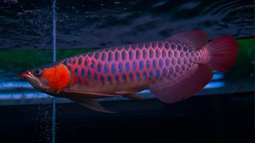 500萬紅龍魚圖片，500萬紅龍魚圖片欣賞