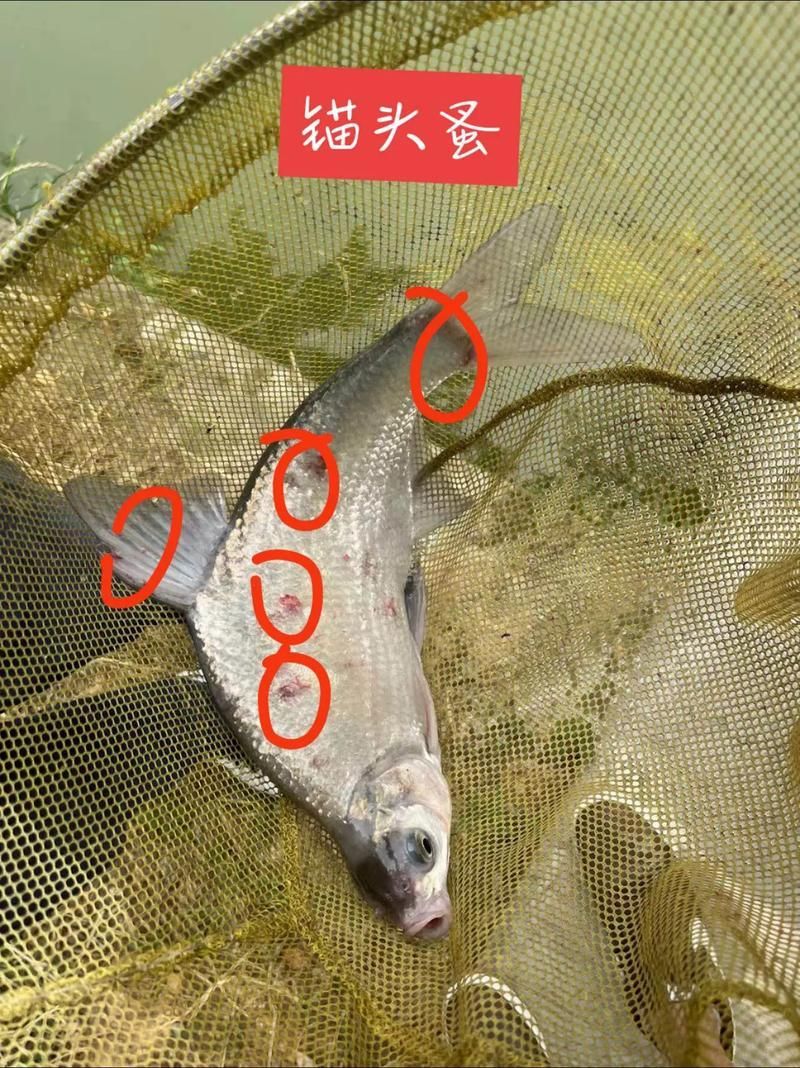 龍魚寄生蟲感染癥狀有哪些