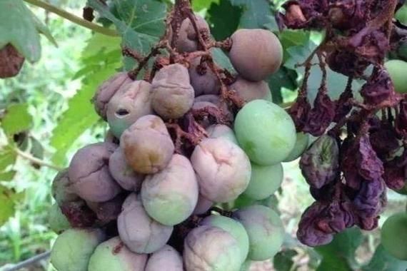 黑霉病有哪些預防措施，alternaria、aspergillusniger防治黑霉病預防措施
