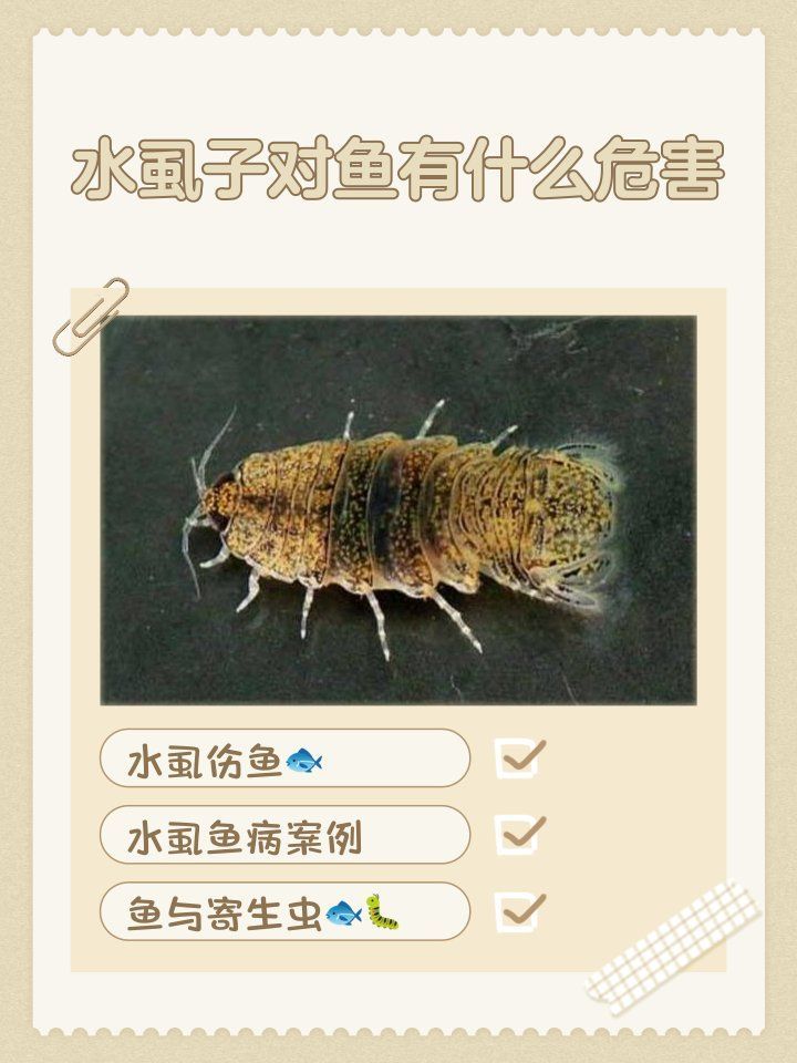 魚虱和錨頭蚤哪個對龍魚危害更大，魚虱和錨頭蚤對龍魚的危害有多大？ 魚虱和錨頭蚤哪個對龍魚危害更大，魚虱和錨頭蚤對龍魚的危害有多大？ 龍魚百科 第2張