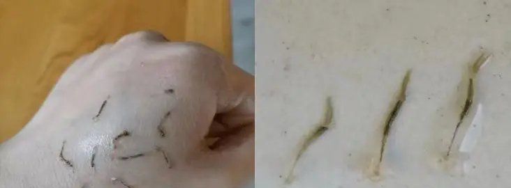 魚虱和錨頭蚤哪個對龍魚危害更大，魚虱和錨頭蚤對龍魚的危害有多大？
