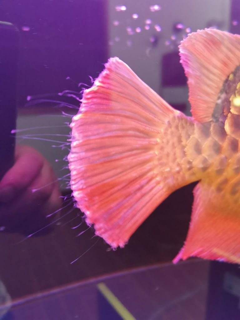 龍魚的尾巴白色絲狀物，這是生了什么病？求大神指點，魚的尾巴出現白色絲狀物是生了什么病，求大神指點