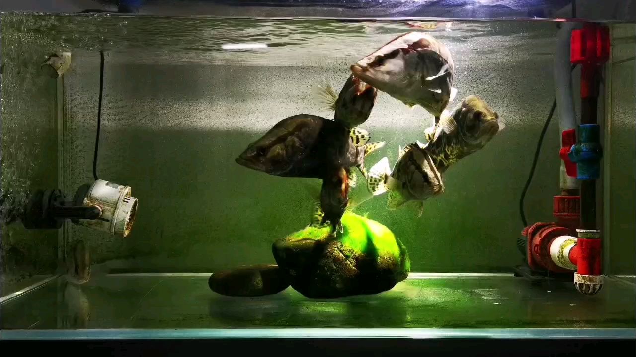 喂魚，國產也瘋狂！，國產魚品牌“喂魚”迅速崛起