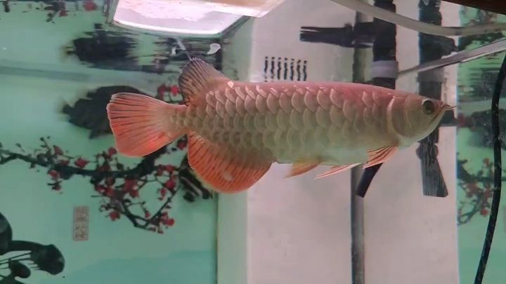 超血紅龍，血紅龍是一種虛構的生物，小龍魚到家一個月