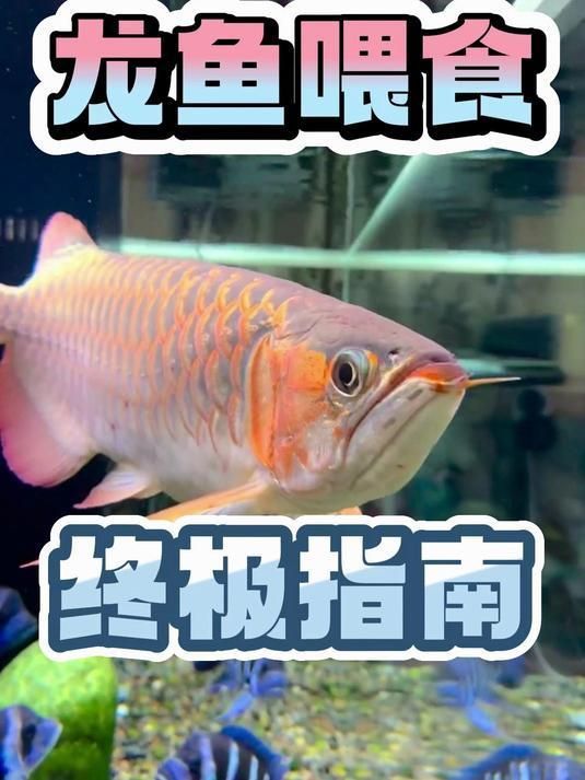 龍魚的喂食頻率如何根據生長階段調整？，龍魚喂食頻率如何影響其健康？