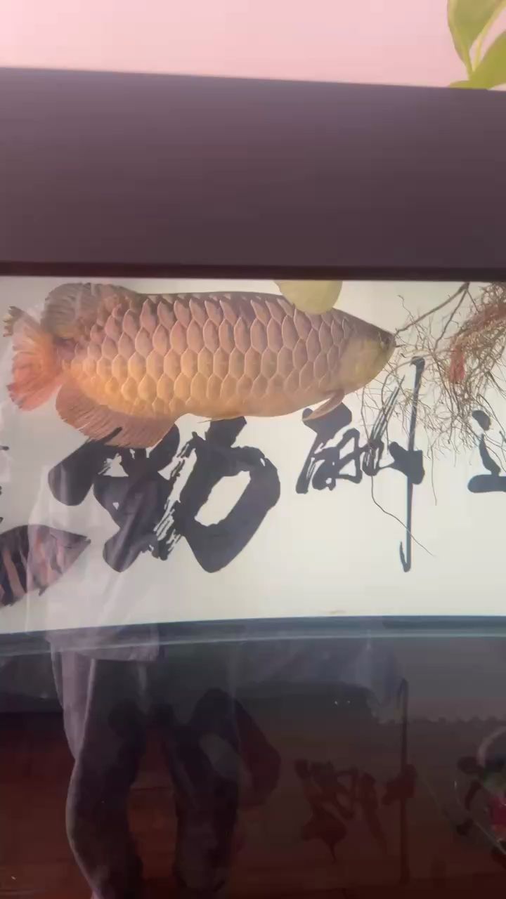 小龍33個月了，33個月大的孩子，正處在一個充滿好奇和探索的發展階段