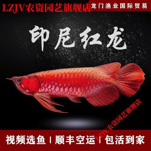 紅背金龍魚(yú)市場(chǎng)行情，紅背金龍魚(yú)市場(chǎng)行情詳解