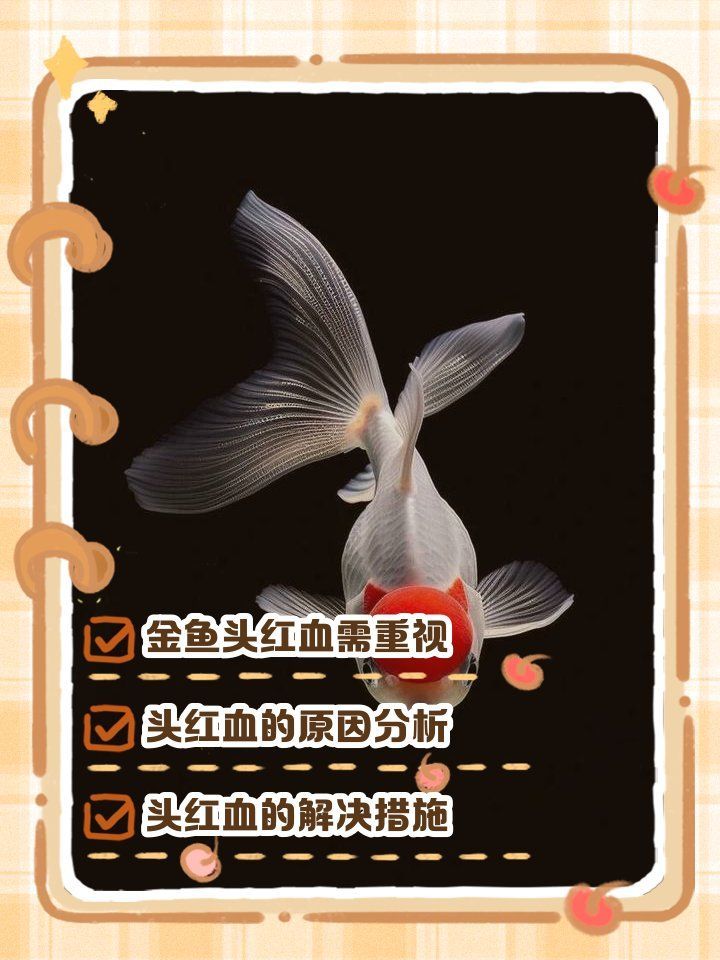 金魚充血治療期間需要喂食嗎，吞大象的蛇蛇,金魚尾巴充血爛尾是怎么回事