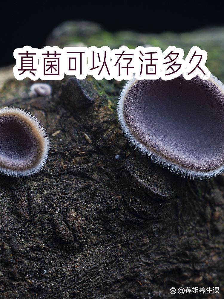 真菌在手上存活多久會死亡，「手部真菌在手上存活多久會死亡 真菌在手上存活多久會死亡，「手部真菌在手上存活多久會死亡 龍魚百科 第4張