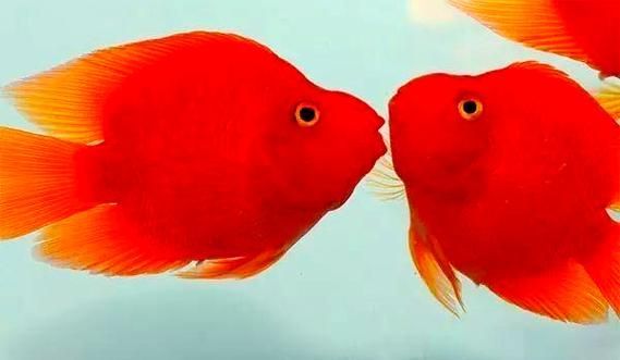 請給出更多關于紅色魚類的圖片，關于紅色魚類的一些圖片