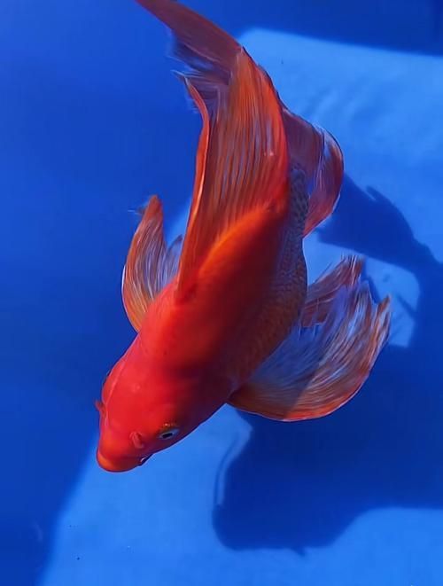 請給出更多關于紅色魚類的圖片，關于紅色魚類的一些圖片
