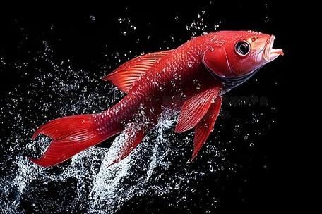 請給出更多關于紅色魚類的圖片，關于紅色魚類的一些圖片