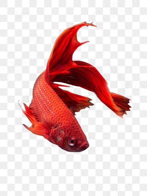 請給出更多關于紅色魚類的圖片，關于紅色魚類的一些圖片
