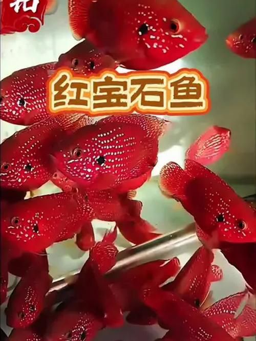 請給出更多關于紅色魚類的圖片，關于紅色魚類的一些圖片