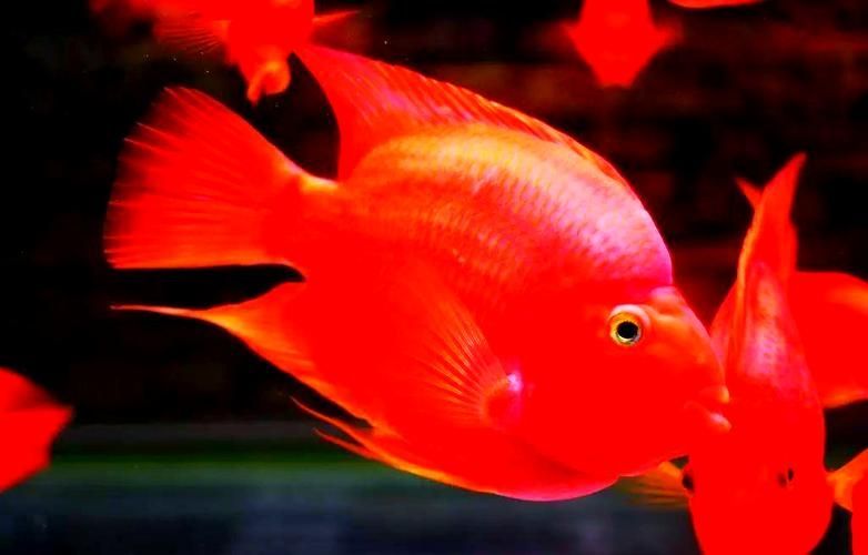 請給出更多關于紅色魚類的圖片，關于紅色魚類的一些圖片