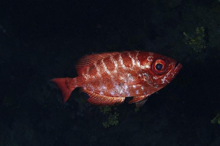 請給出更多關于紅色魚類的圖片，關于紅色魚類的一些圖片