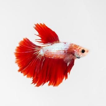 請給出更多關于紅色魚類的圖片，關于紅色魚類的一些圖片