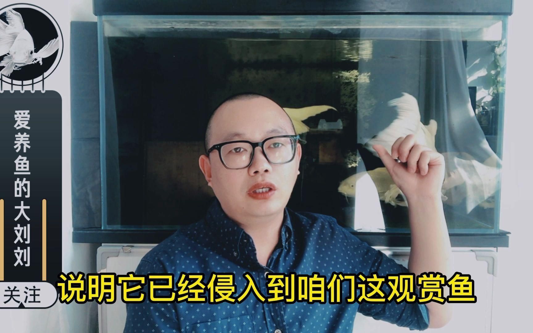 如何判斷魚是否爛尾，觀賞魚爛尾怎么辦,告訴你幾種方案,找到病因對癥下藥圣光高照