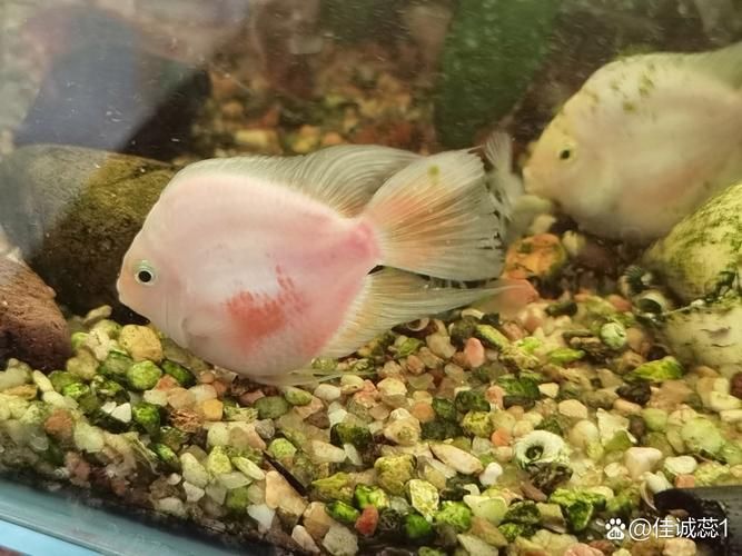 如何緩解迷你鸚鵡魚的充血癥狀，迷你鸚鵡魚充血癥狀