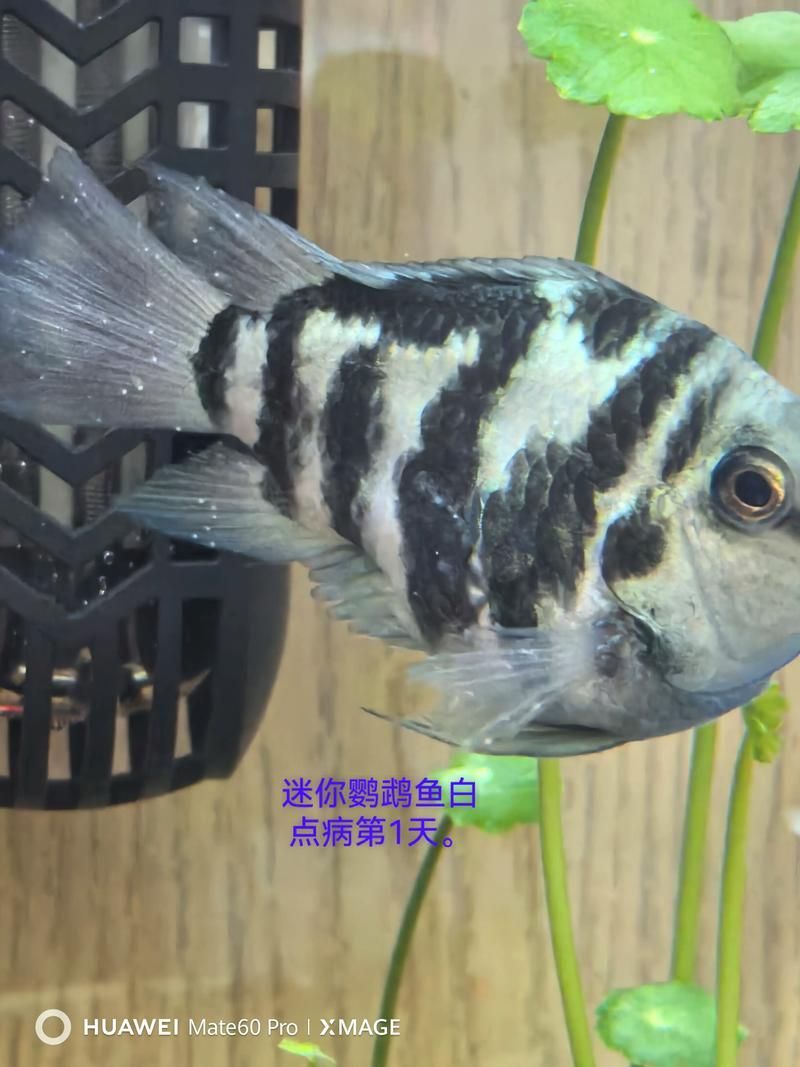 如何緩解迷你鸚鵡魚的充血癥狀，迷你鸚鵡魚充血癥狀