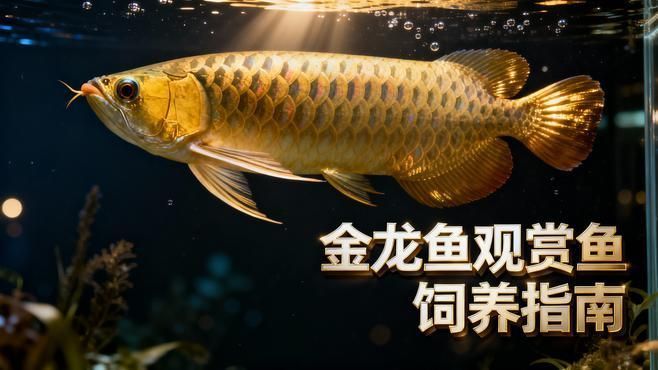 40公分金龍魚需要多大的飼養(yǎng)空間？，40公分金龍魚飼養(yǎng)空間與成長(zhǎng)階段對(duì)照表