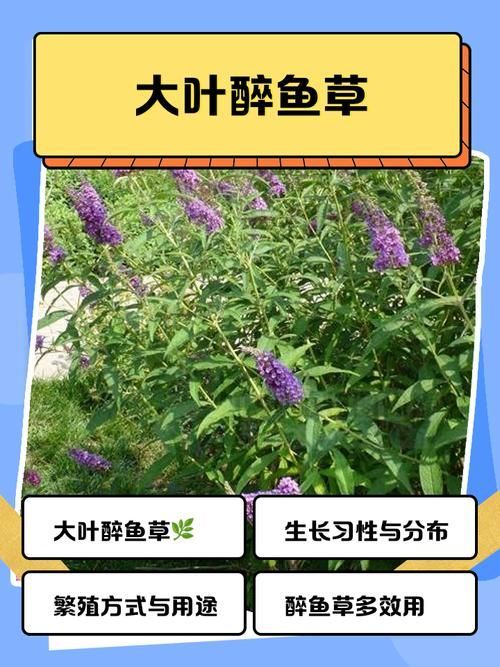 有哪些天然方法可以治療魚鰓蓋潰爛，天然方法治療魚鰓蓋潰爛